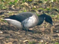 Grey-bellied Brent Goose